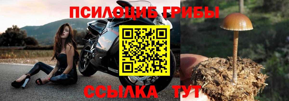 Псилоцибиновые грибы прущие грибы Бор